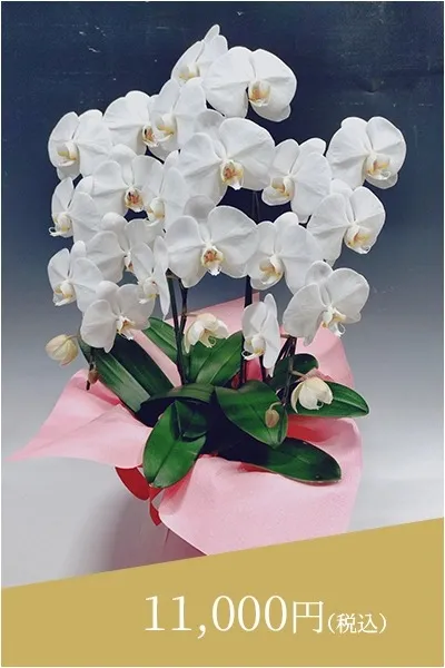 白Sサイズ